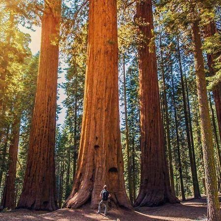 The Sequoia Hut! Βίλα Three Rivers Εξωτερικό φωτογραφία