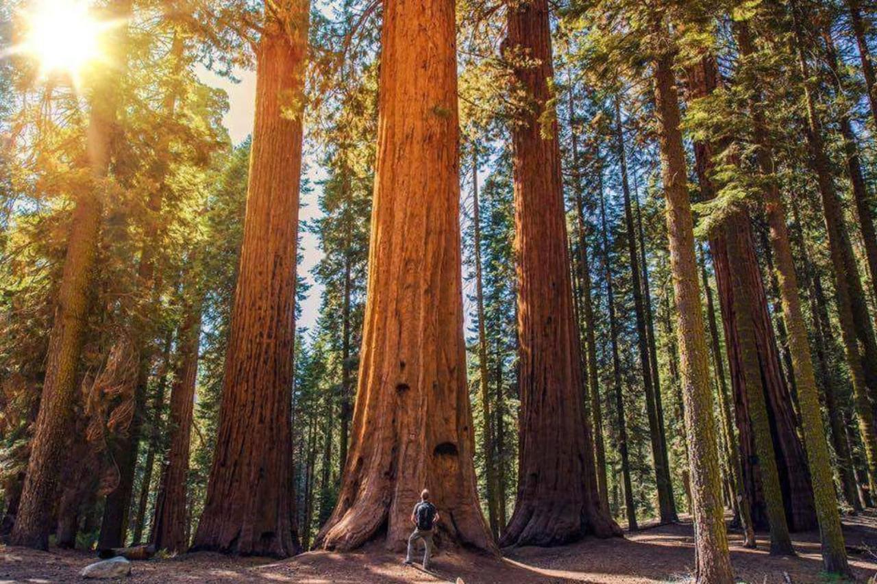 The Sequoia Hut! Βίλα Three Rivers Εξωτερικό φωτογραφία